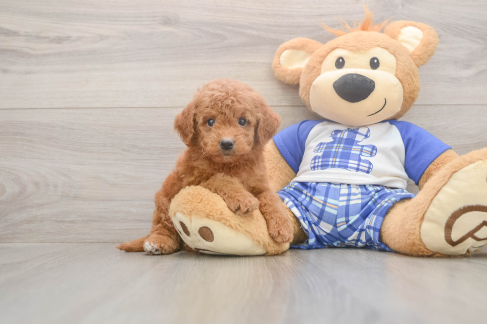 Meet Elon - our Mini Goldendoodle Puppy Photo  1/3 - Windy City Pups Mini Goldendoodle Puppy for Adoption
