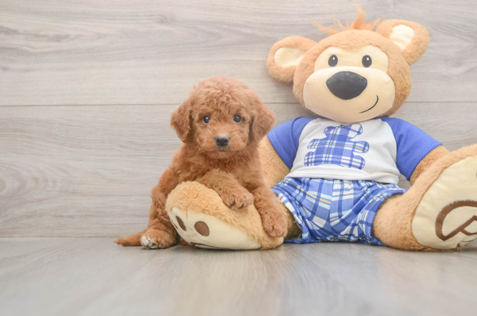 6 week old Mini Goldendoodle Puppy For Sale - Windy City Pups