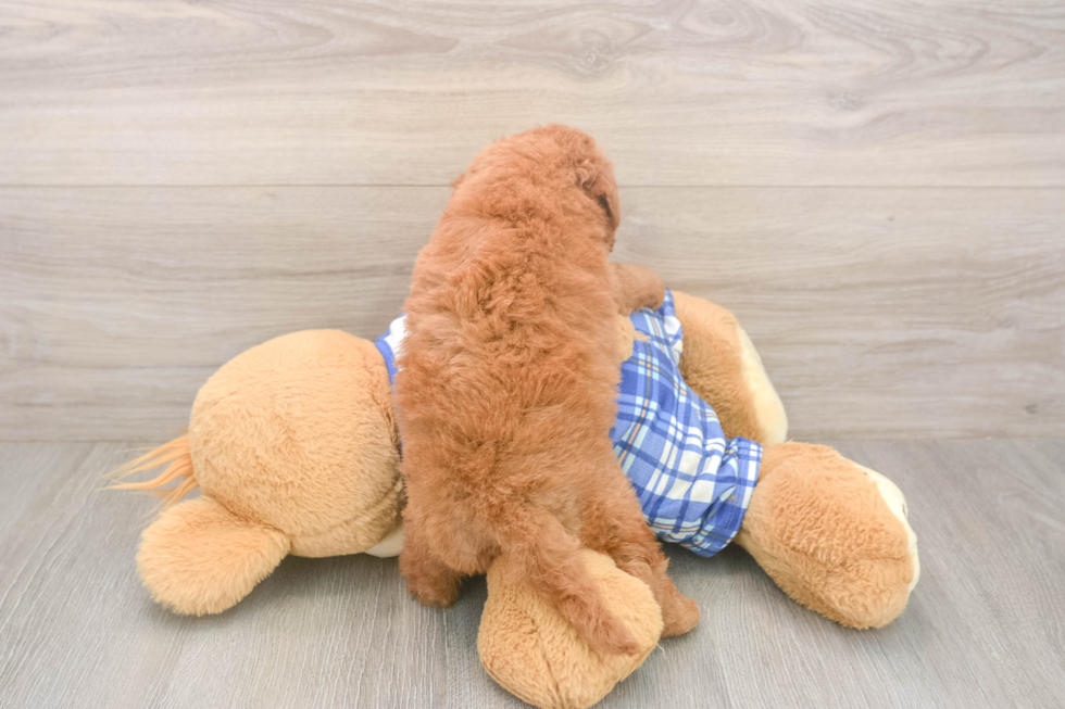Meet Elon - our Mini Goldendoodle Puppy Photo  3/3 - Windy City Pups Best Mini Goldendoodle Baby