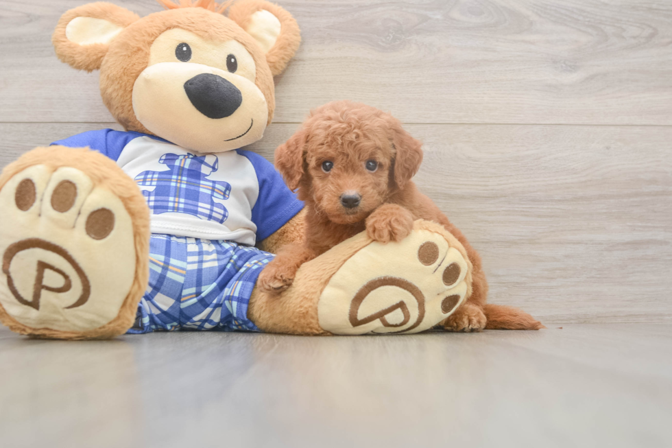Meet Elon - our Mini Goldendoodle Puppy Photo  2/3 - Windy City Pups Best Mini Goldendoodle Baby