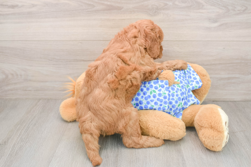 Playful Mini Groodle Poodle Mix Puppy