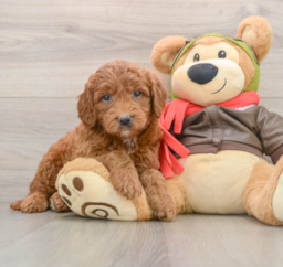 7 week old Mini Goldendoodle Puppy For Sale - Windy City Pups
