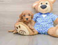 8 week old Mini Goldendoodle Puppy For Sale - Windy City Pups
