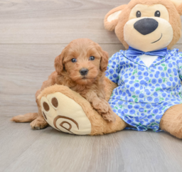 7 week old Mini Goldendoodle Puppy For Sale - Windy City Pups