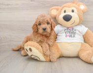 7 week old Mini Goldendoodle Puppy For Sale - Windy City Pups