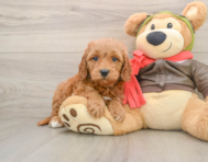 7 week old Mini Goldendoodle Puppy For Sale - Windy City Pups