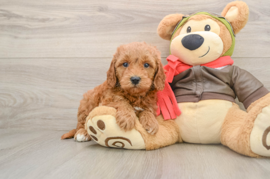 Mini Goldendoodle Pup Being Cute