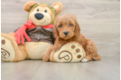 Mini Goldendoodle Puppy for Adoption