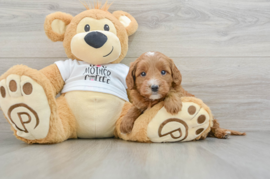 Mini Goldendoodle Pup Being Cute