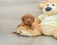 9 week old Mini Goldendoodle Puppy For Sale - Windy City Pups