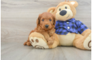 Mini Goldendoodle Pup Being Cute