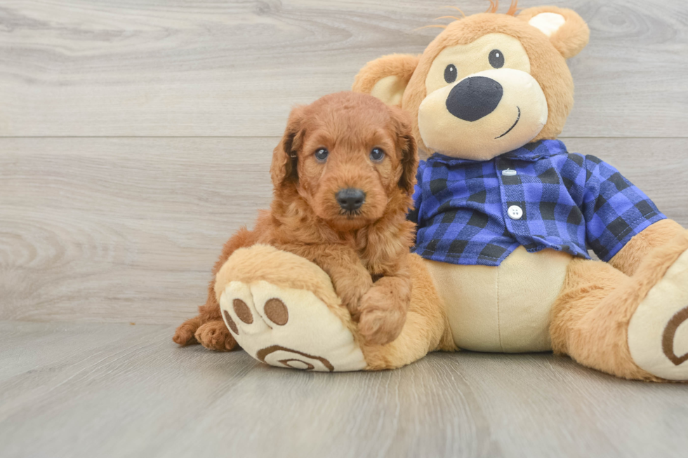 Mini Goldendoodle Pup Being Cute