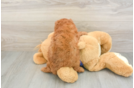 Mini Goldendoodle Puppy for Adoption