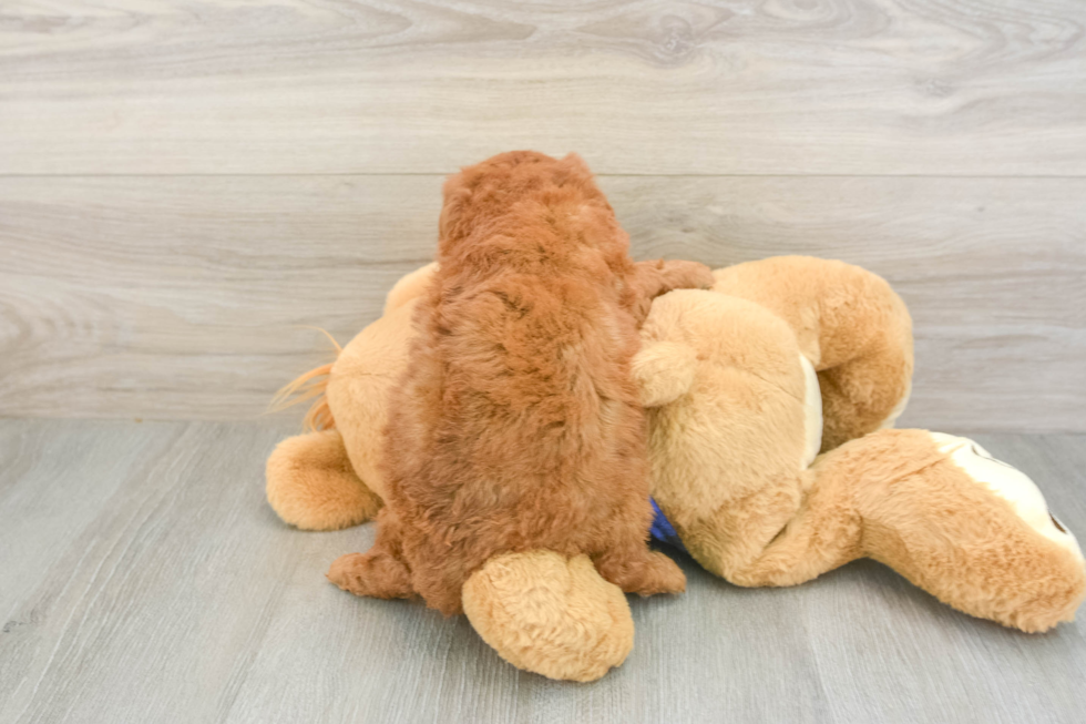 Mini Goldendoodle Puppy for Adoption