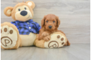 Energetic Golden Doodle Poodle Mix Puppy