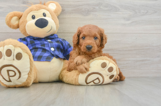 Energetic Golden Doodle Poodle Mix Puppy