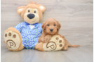 Smart Mini Goldendoodle Poodle Mix Pup