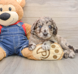 7 week old Mini Goldendoodle Puppy For Sale - Windy City Pups