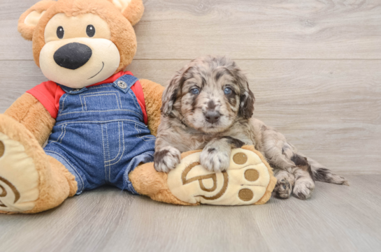 EMINEM, a Mini Goldendoodle littermate