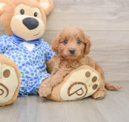 7 week old Mini Goldendoodle Puppy For Sale - Windy City Pups