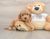 7 week old Mini Goldendoodle Puppy For Sale - Windy City Pups