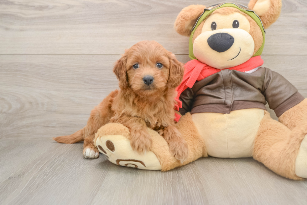 Energetic Golden Doodle Poodle Mix Puppy