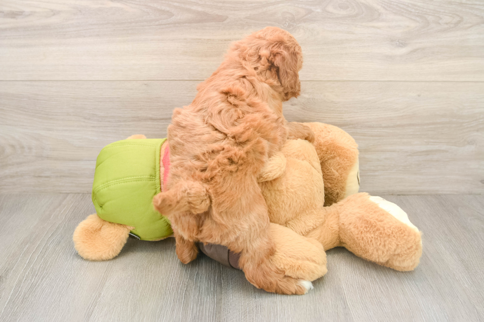 Friendly Mini Goldendoodle Baby
