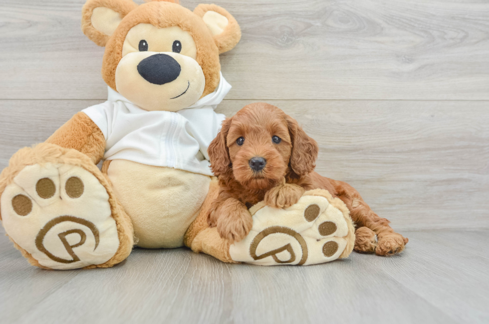 6 week old Mini Goldendoodle Puppy For Sale - Windy City Pups