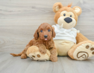 8 week old Mini Goldendoodle Puppy For Sale - Windy City Pups