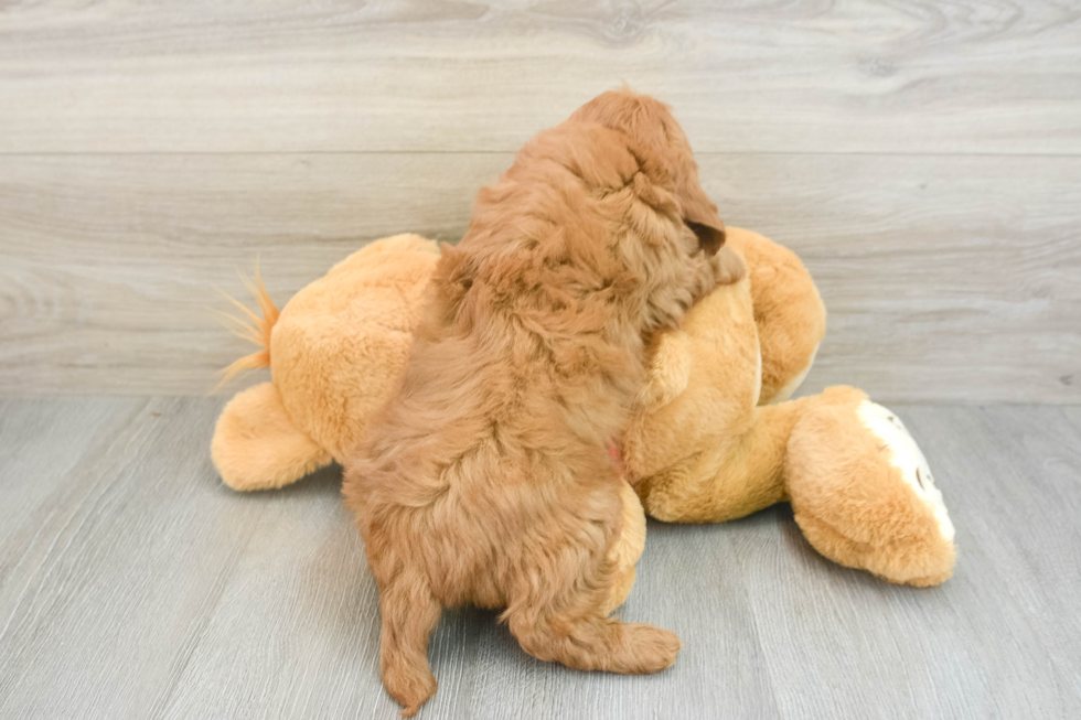 Best Mini Goldendoodle Baby