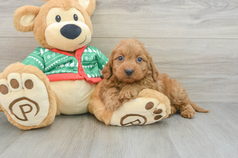 Mini Goldendoodle Puppy for Adoption