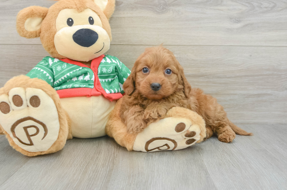 7 week old Mini Goldendoodle Puppy For Sale - Windy City Pups