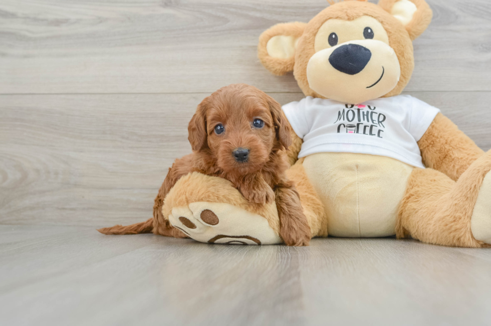 5 week old Mini Goldendoodle Puppy For Sale - Windy City Pups