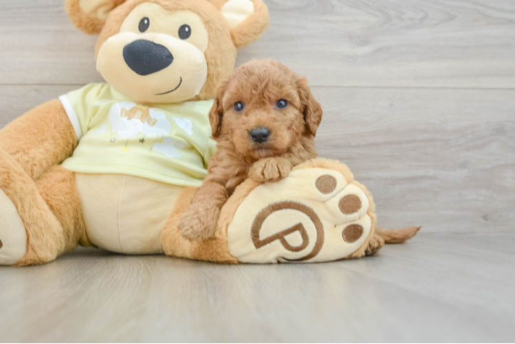 Happy Mini Goldendoodle Baby