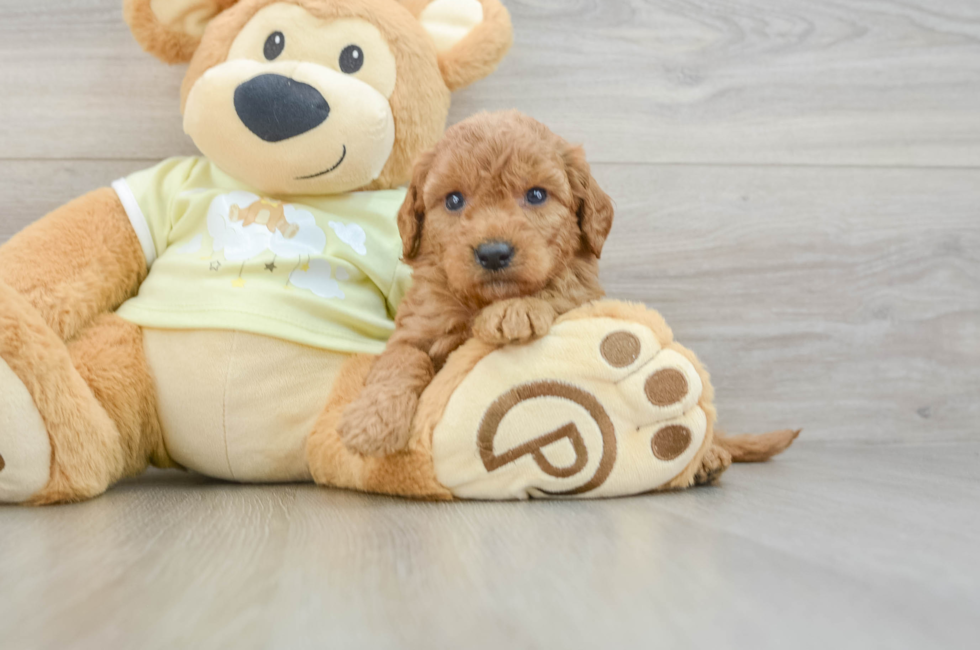 6 week old Mini Goldendoodle Puppy For Sale - Windy City Pups