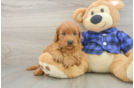 Mini Goldendoodle Pup Being Cute