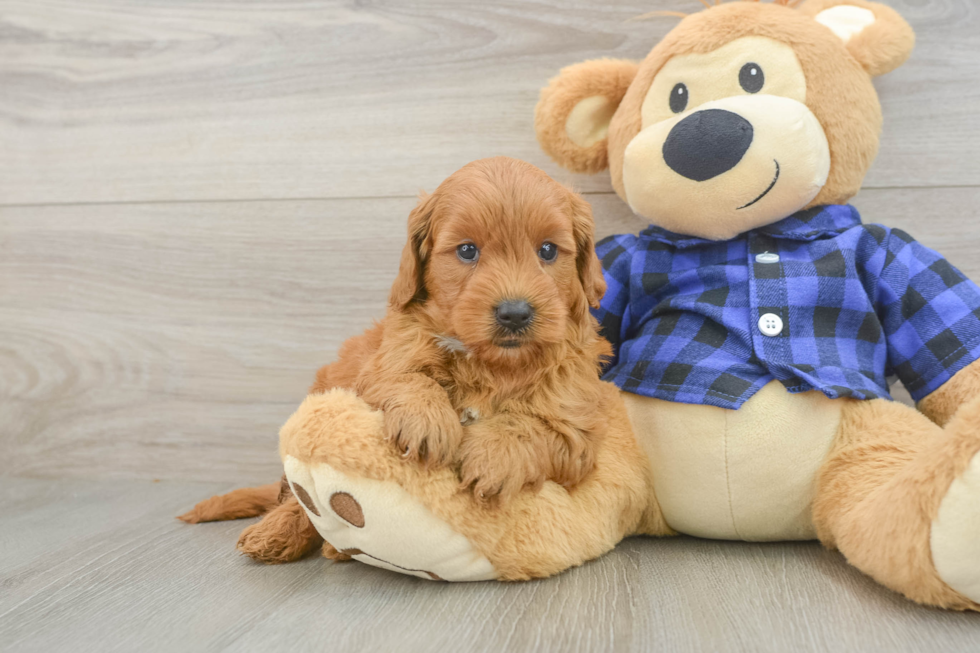 Mini Goldendoodle Pup Being Cute