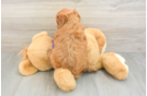 Best Mini Goldendoodle Baby