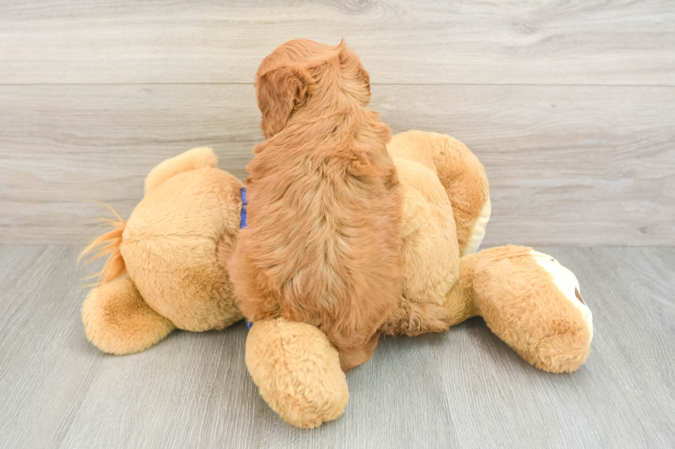 Best Mini Goldendoodle Baby