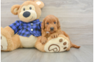 Mini Goldendoodle Puppy for Adoption