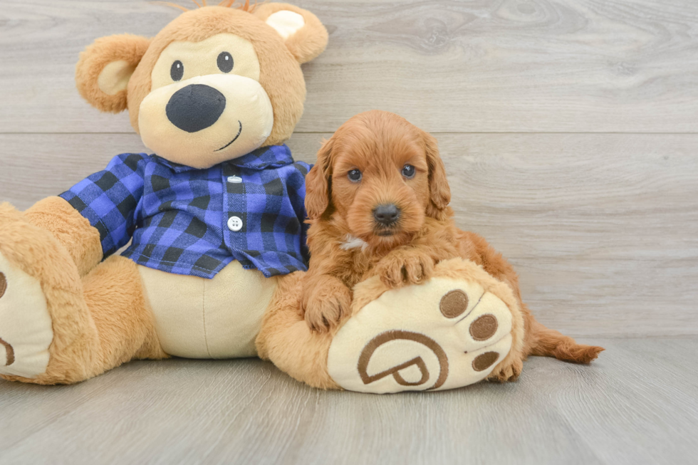 Mini Goldendoodle Puppy for Adoption