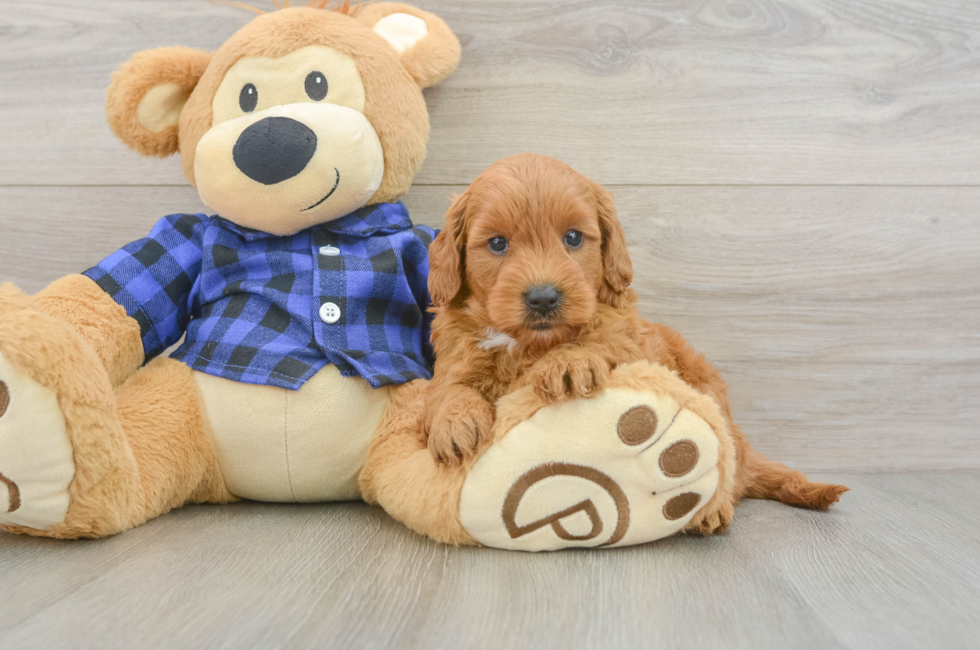 5 week old Mini Goldendoodle Puppy For Sale - Windy City Pups