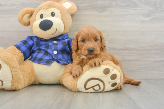 Mini Goldendoodle Puppy for Adoption