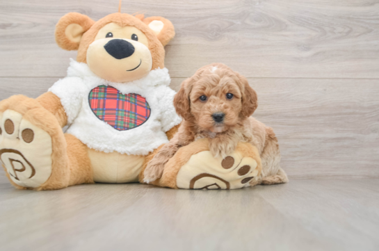 Best Mini Goldendoodle Baby