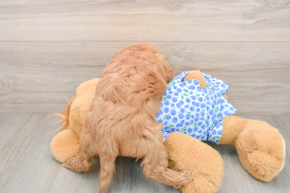 Smart Mini Goldendoodle Poodle Mix Pup