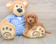 7 week old Mini Goldendoodle Puppy For Sale - Windy City Pups