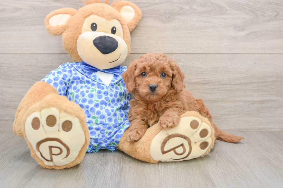 Adorable Golden Retriever Poodle Mix Poodle Mix Puppy