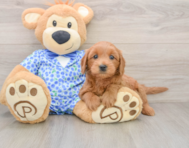 8 week old Mini Goldendoodle Puppy For Sale - Windy City Pups