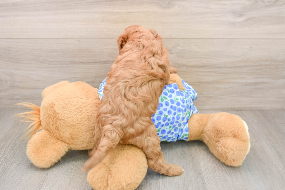 Mini Goldendoodle Puppy for Adoption