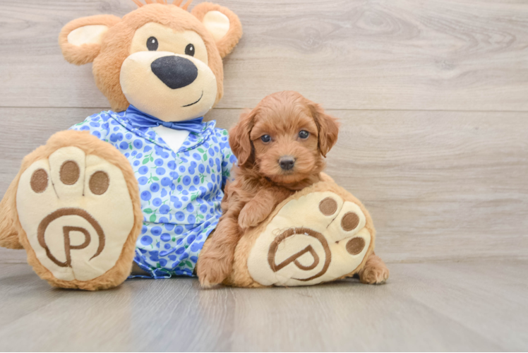 Happy Mini Goldendoodle Baby